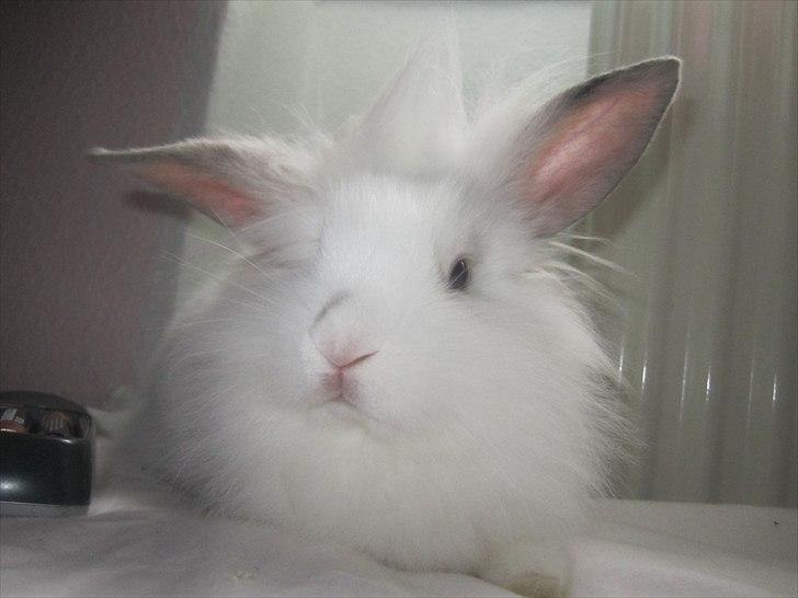 Kanin Hr. Vimse [Tidliger gnaver] billede 8