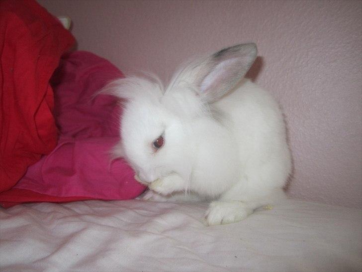 Kanin Hr. Vimse [Tidliger gnaver] billede 9