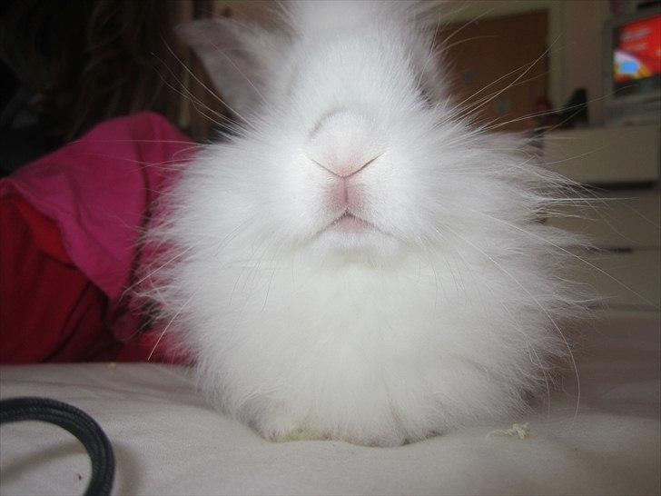 Kanin Hr. Vimse [Tidliger gnaver] billede 1