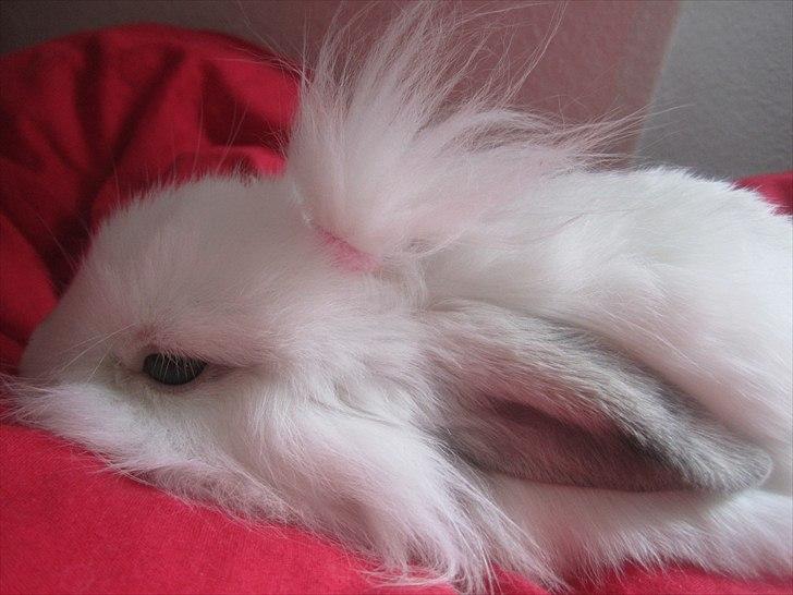 Kanin Hr. Vimse [Tidliger gnaver] billede 10