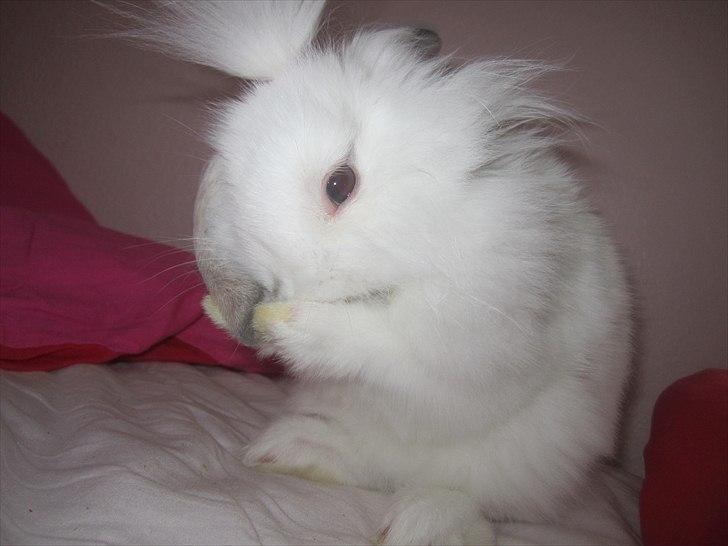 Kanin Hr. Vimse [Tidliger gnaver] billede 11