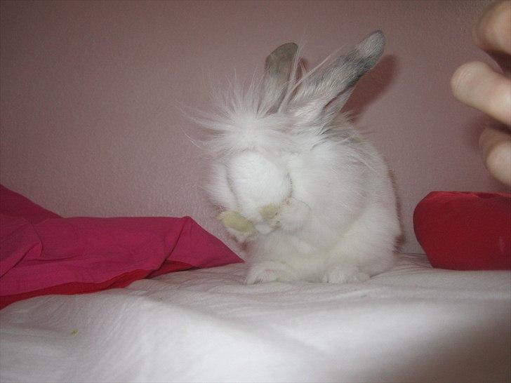 Kanin Hr. Vimse [Tidliger gnaver] billede 12