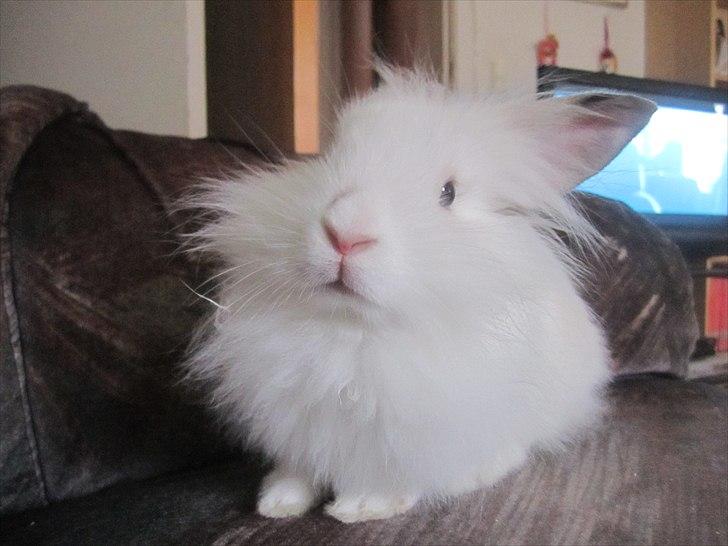 Kanin Hr. Vimse [Tidliger gnaver] billede 13