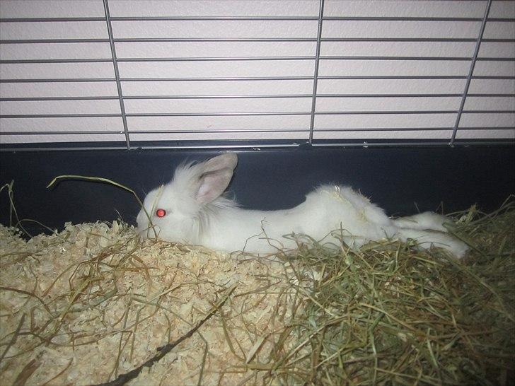 Kanin Hr. Vimse [Tidliger gnaver] billede 14