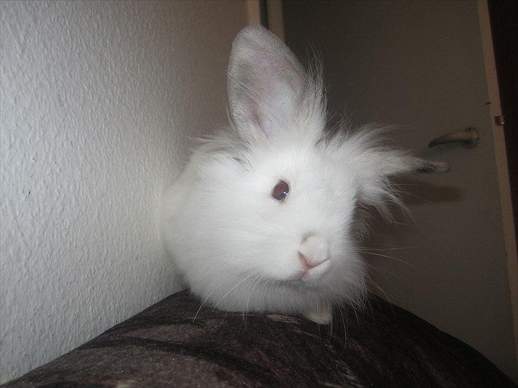 Kanin Hr. Vimse [Tidliger gnaver] billede 15