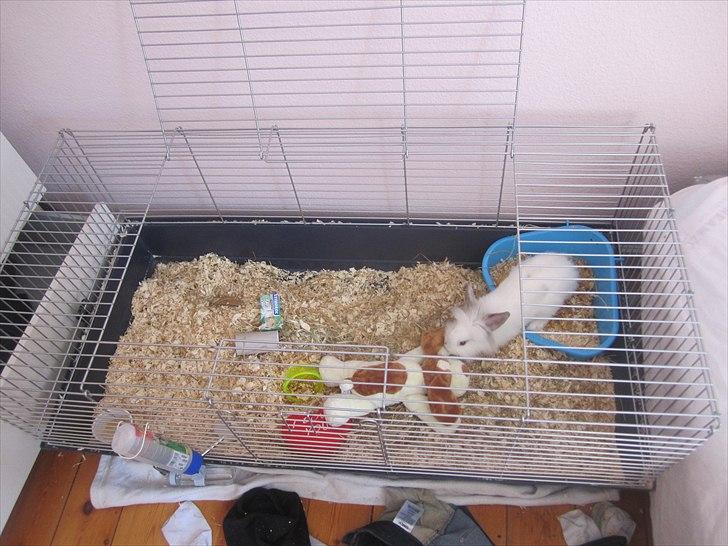 Kanin Hr. Vimse [Tidliger gnaver] billede 16