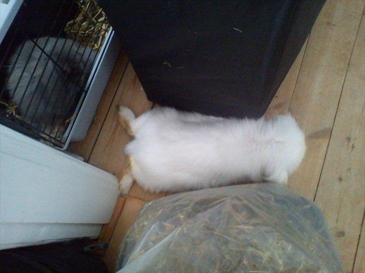 Kanin Stjärnornas Riffo - Slapper af efter en eventyrstur rundt i lejligheden og lidt snakken med fru Fluffy :)
D. 4. juni billede 2