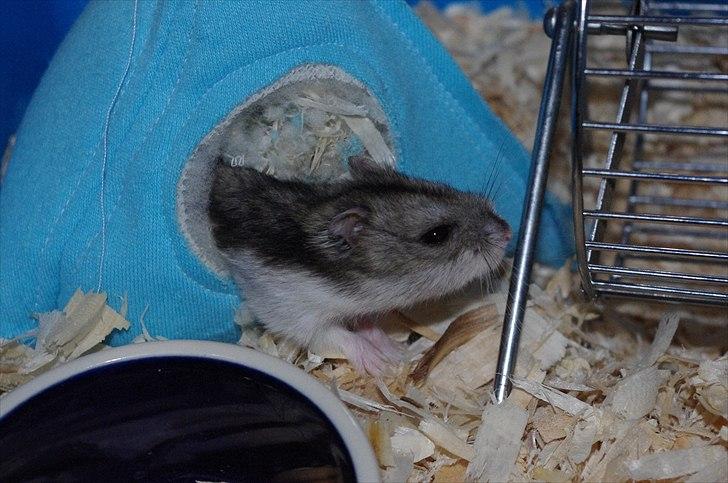Dværghamster Tot<3 billede 1