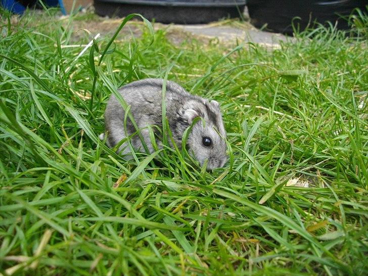 Dværghamster Kiwi RIP - Kiwi i haven 

Foto: Mig billede 10