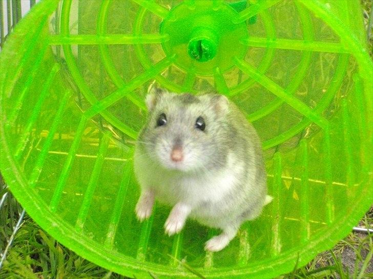 Dværghamster Didi R.I.P - Didi i haven 

Foto: Mig billede 3