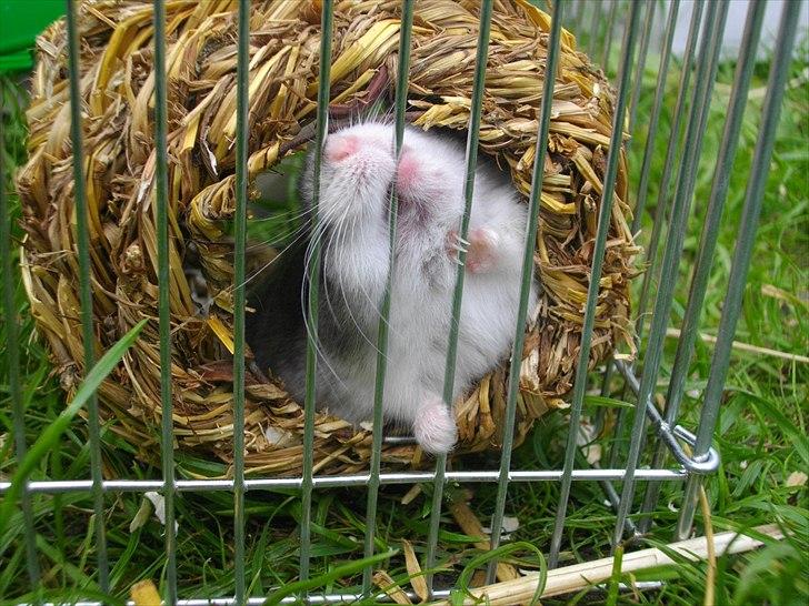 Dværghamster Didi R.I.P - Didi i haven 

Foto: Mig billede 5