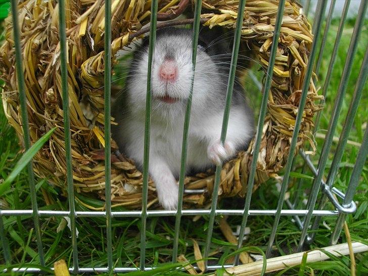 Dværghamster Didi R.I.P - Didi i haven 

Foto: Mig billede 8