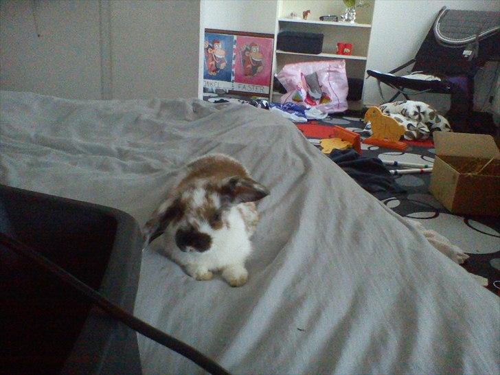 Kanin Beauty billede 1