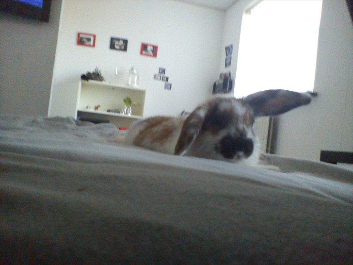 Kanin Beauty billede 20