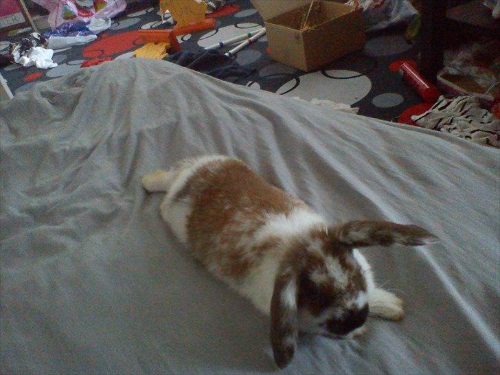 Kanin Beauty billede 6