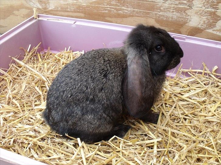 Kanin ANNA billede 1