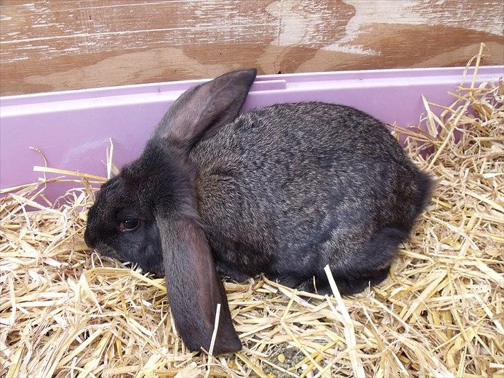 Kanin ANNA billede 2