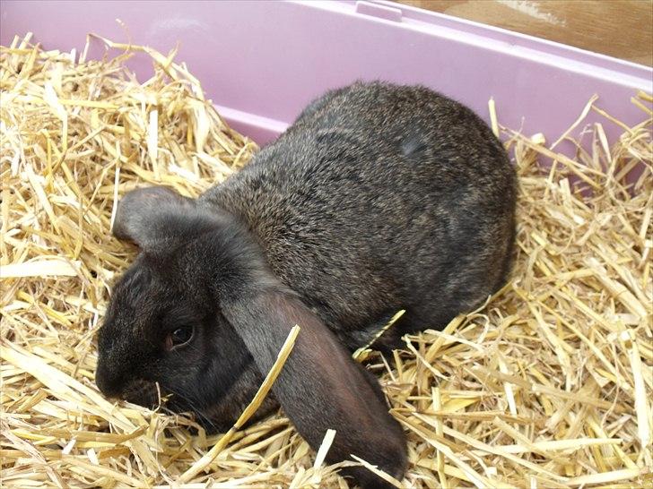 Kanin ANNA billede 3