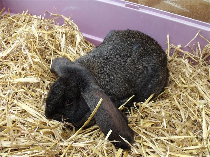 Kanin ANNA billede 4