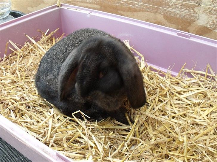 Kanin ANNA billede 6