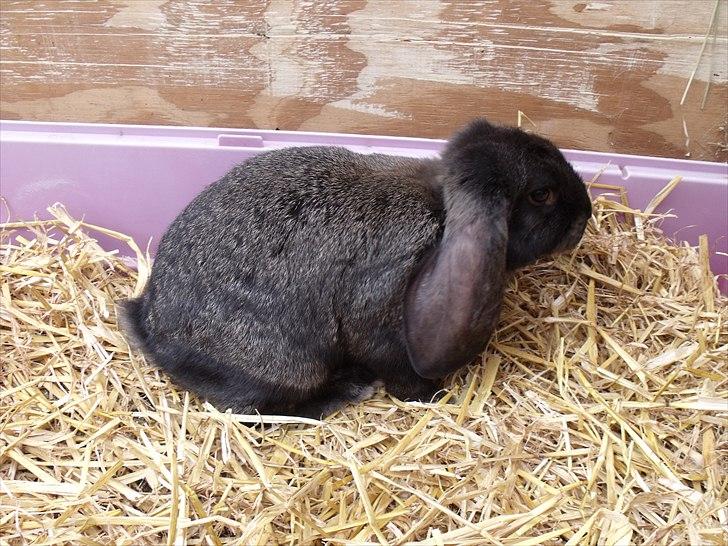 Kanin ANNA billede 7