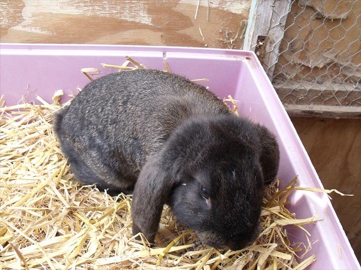 Kanin ANNA billede 8