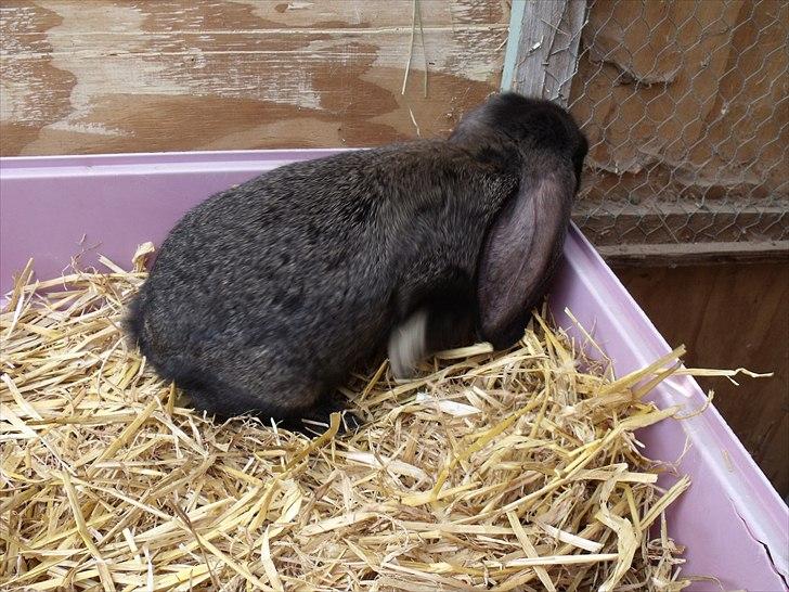 Kanin ANNA billede 9