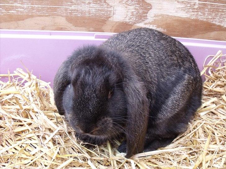 Kanin ANNA billede 10