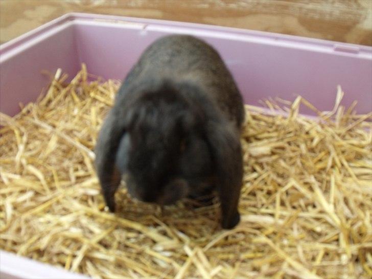 Kanin ANNA billede 11