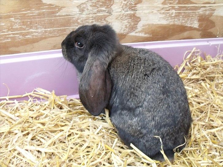 Kanin ANNA billede 12