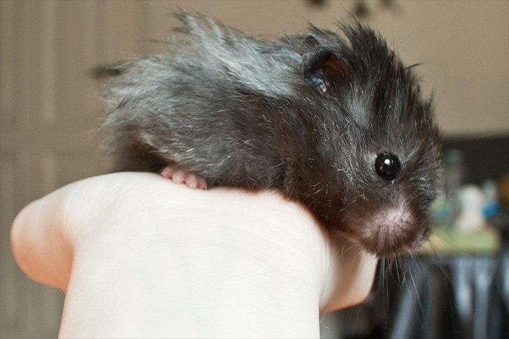 Hamster Futte † 2012 † billede 16