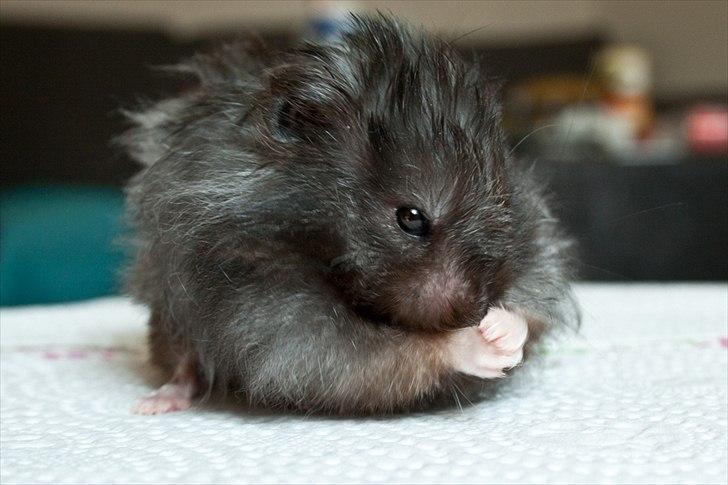 Hamster Futte † 2012 † billede 15