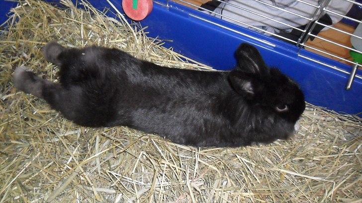 Kanin " Visby´s Fairy tale billede 14