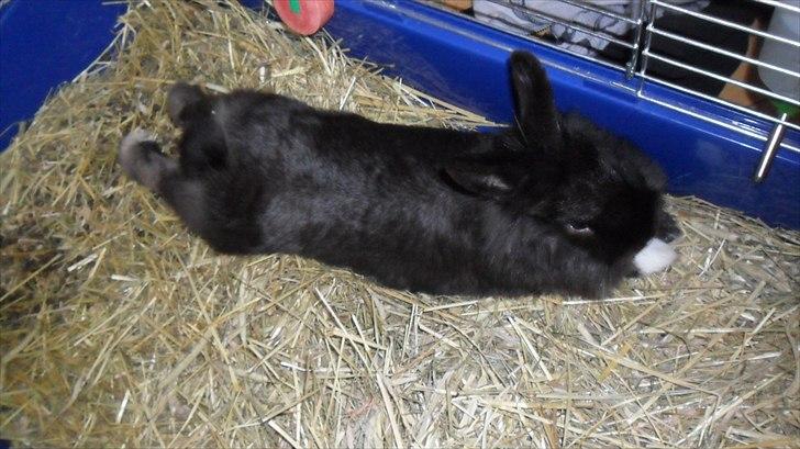 Kanin " Visby´s Fairy tale billede 15