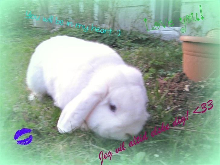 Kanin Oscar † - :') billede 19