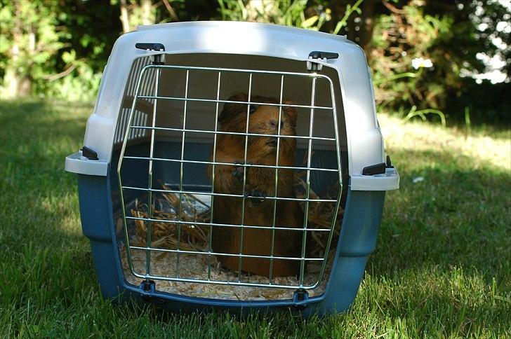 Marsvin Solsidens Lovely Lulu<3 - Lulu på vej til dyrelægetjek<3 billede 3