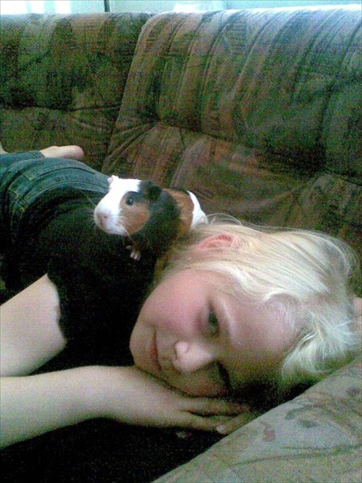 Marsvin  Henning R.I.P. ;( - Hehe mig da jeg var lille og lige havde fået Henning <3 <3 billede 12