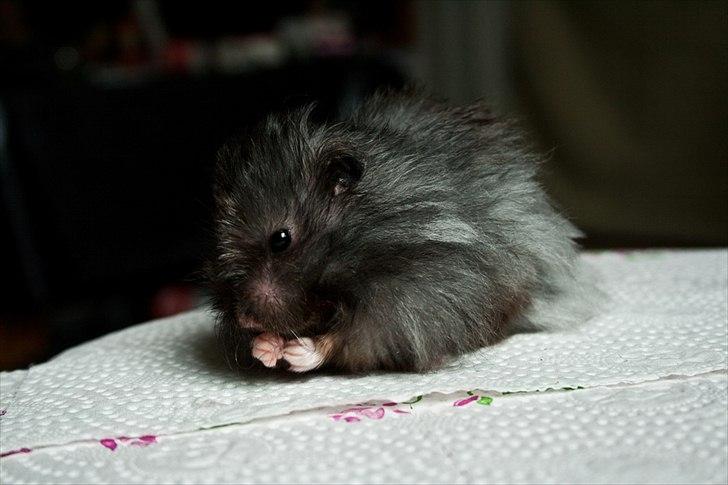 Hamster Futte † 2012 † billede 17