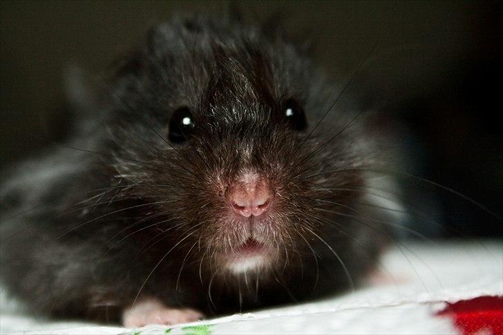 Hamster Futte † 2012 † billede 14