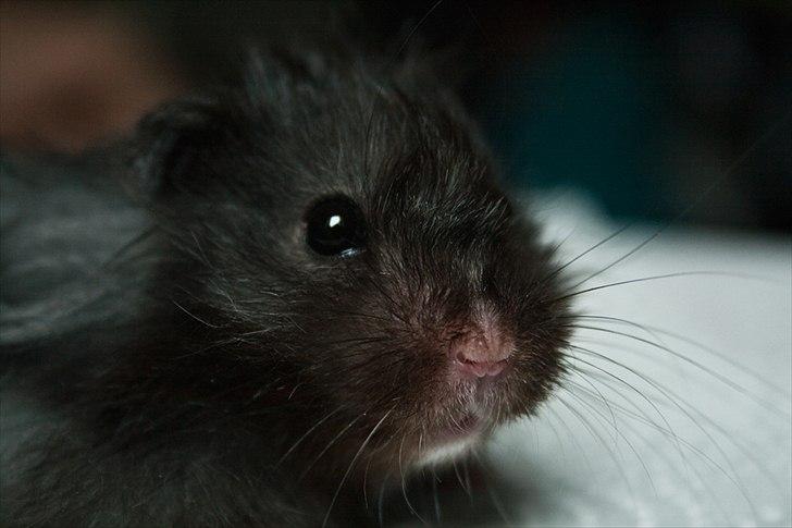 Hamster Futte † 2012 † billede 18