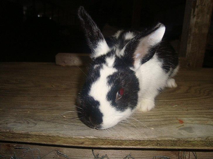 Kanin zapthira billede 1