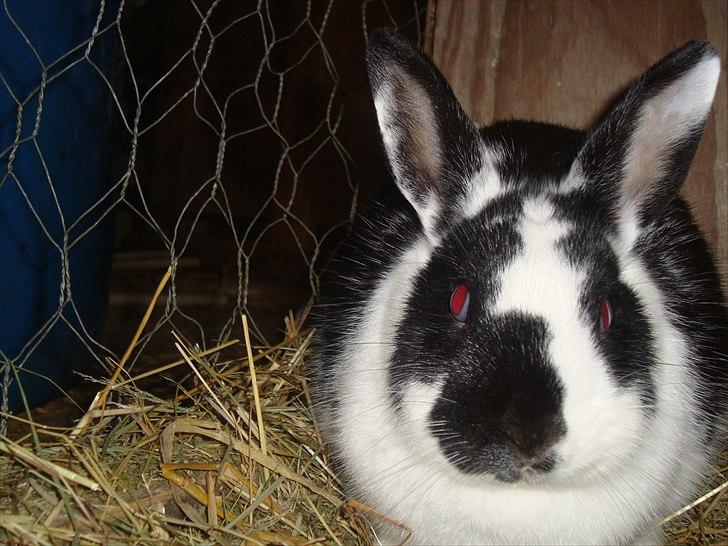 Kanin zapthira billede 2