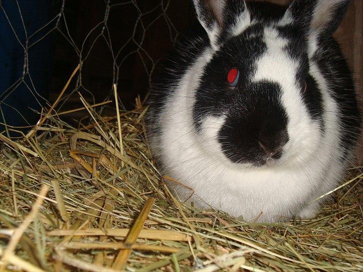 Kanin zapthira billede 3