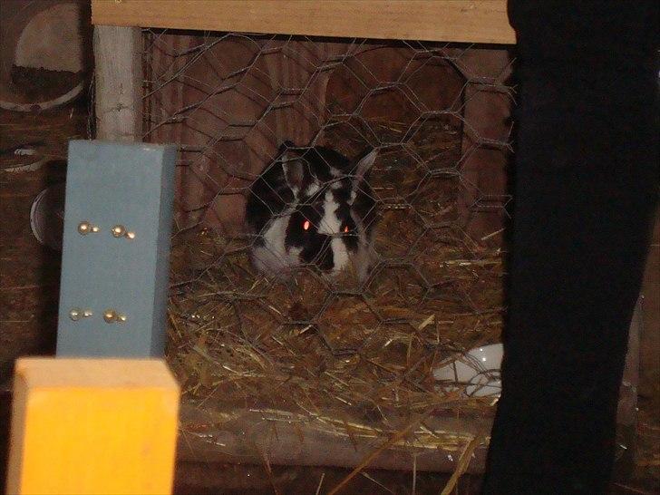 Kanin zapthira billede 4