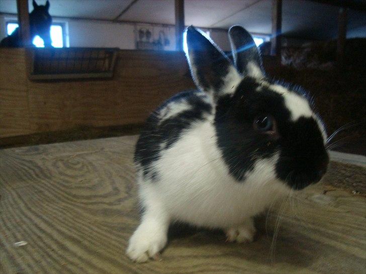 Kanin zapthira billede 5