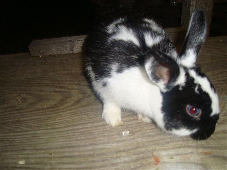 Kanin zapthira billede 9