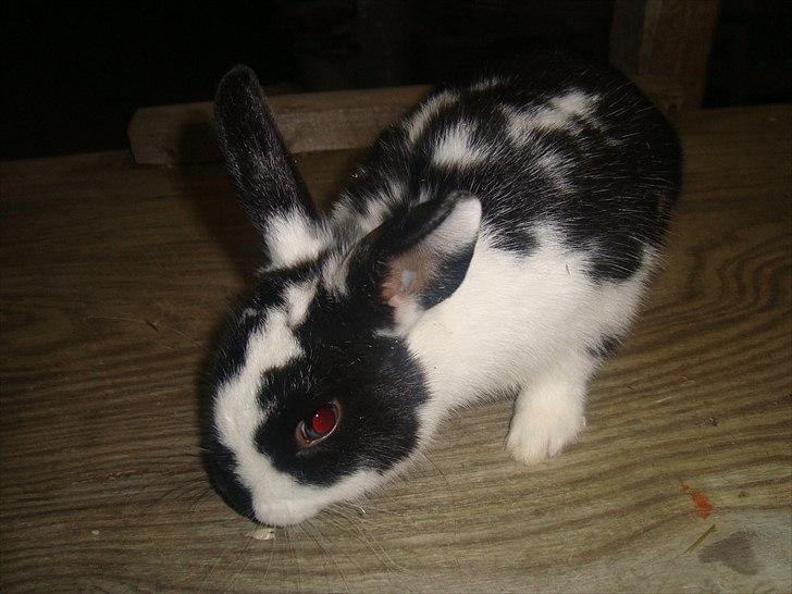 Kanin zapthira billede 6