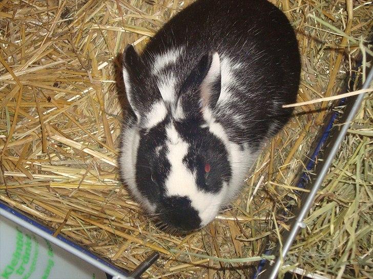 Kanin zapthira billede 7