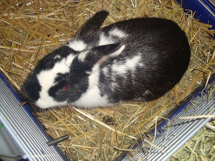 Kanin zapthira billede 8