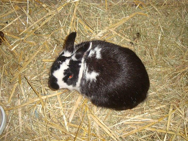 Kanin zapthira billede 10